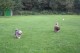 Thumbs/tn_Bild 028.jpg
